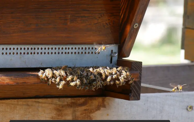 Asian Hornets hawking at the entrance to a Honey Bee hive in France © Jean Matthews